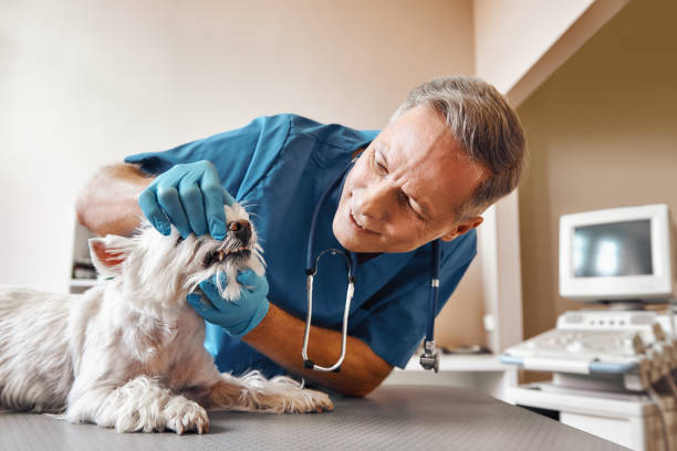 Best Mobile Emergency Dentist in Laguna Woods, CA